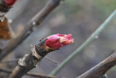 Paeonia suffruticosa - pivoňka keřovitá - Paeonia suffruticosa - pupen v rozpuku